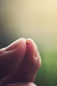 Mustard seed and fingertips.