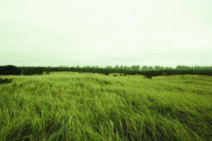 Field