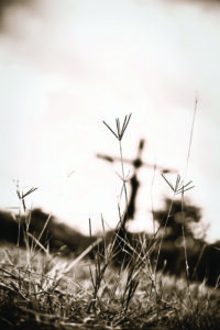 wheat_cross