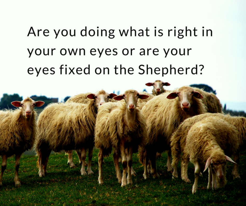 Are you doing what is right in your own eyes or are your eyes fixed on the Shepherd?