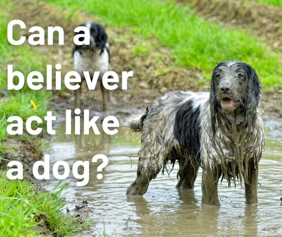 Can a believer act like a dog
