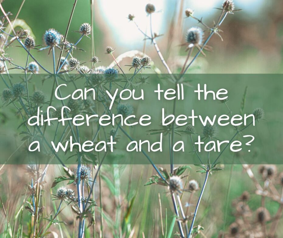Can you tell the difference between a wheat and a tare