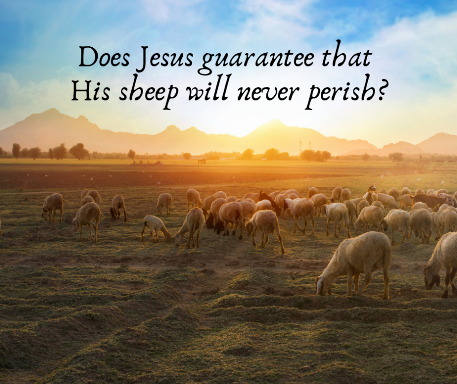 Does Jesus guarantee that His sheep will never perish_