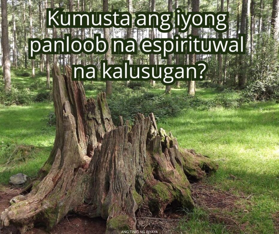 Natumbang Magandang Puno22