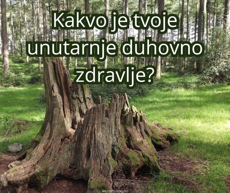 Predivno drvo koje je palo