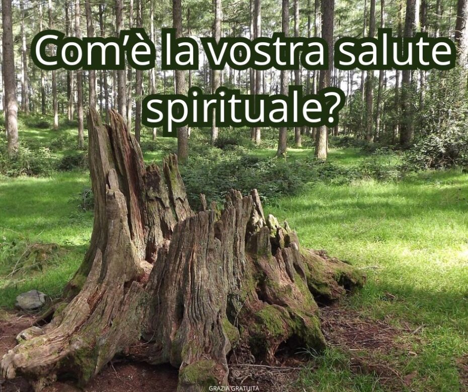 Un bellissimo albero caduto