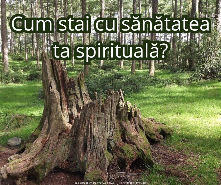 Un copac frumos, dar căzut