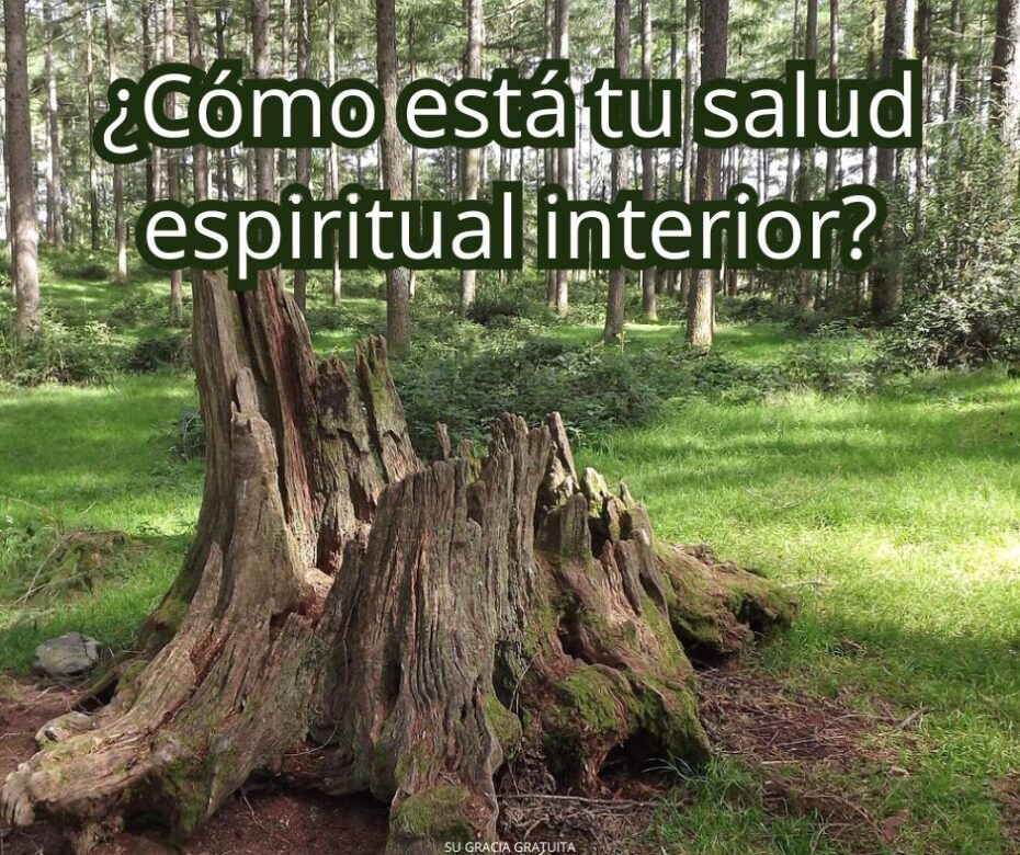 Un hermoso árbol caído