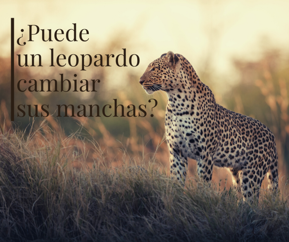 ¿Puede un leopardo cambiar sus manchas_