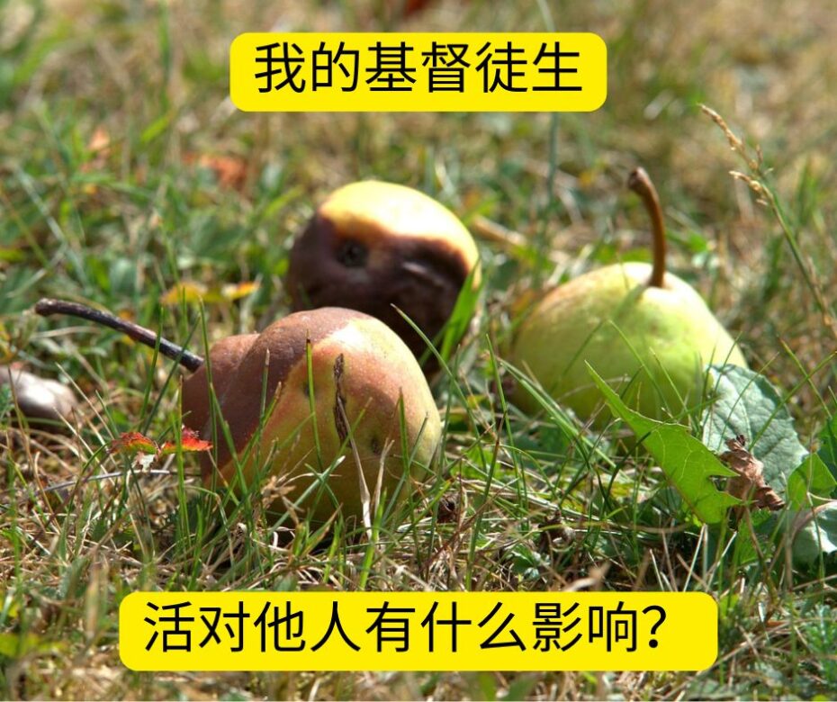 当义人让人失望（提后4